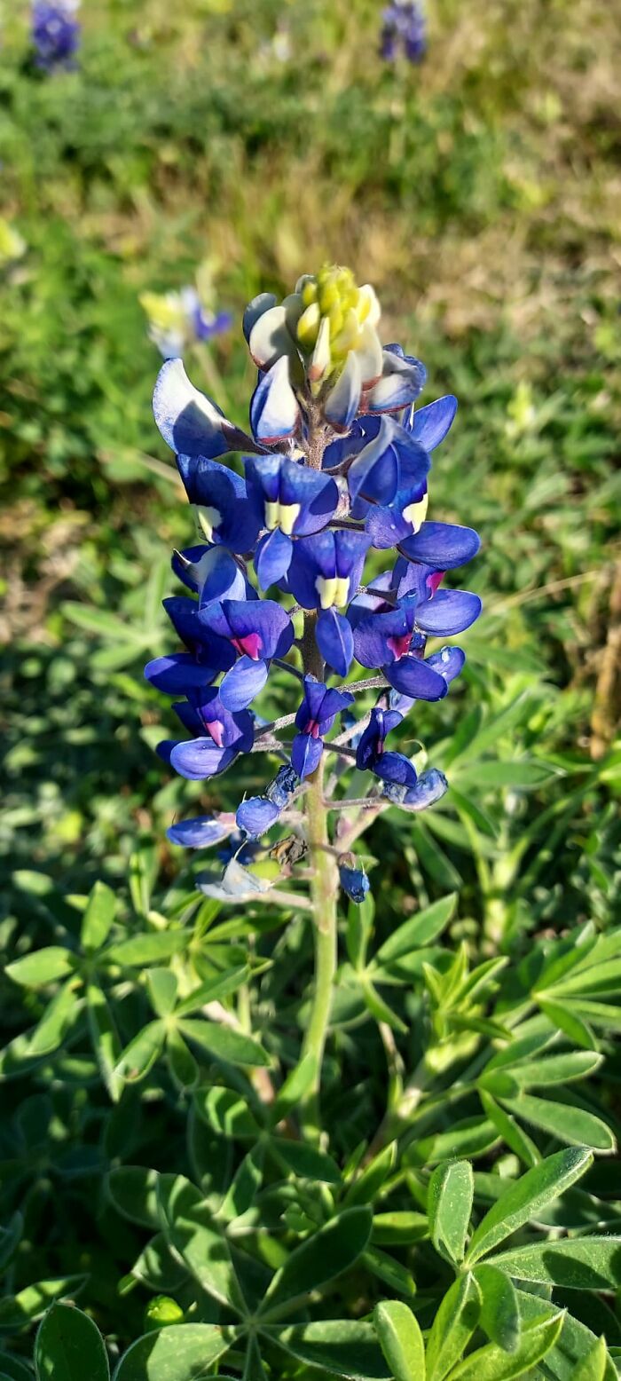 Texas Bluebonnet
