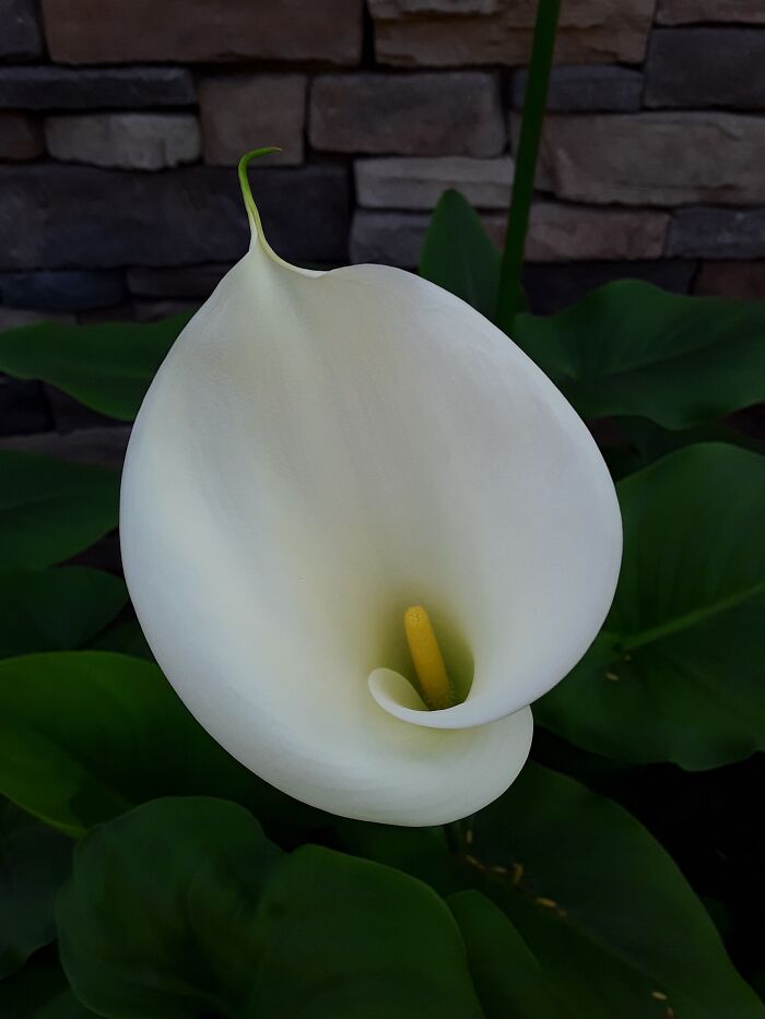 Calla Lily