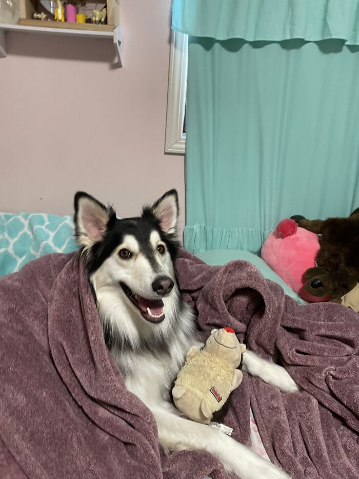 This Is Kodiak (We Just Call Him Kodi)