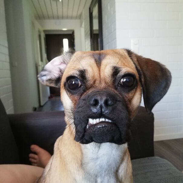 Laka The Puggle
