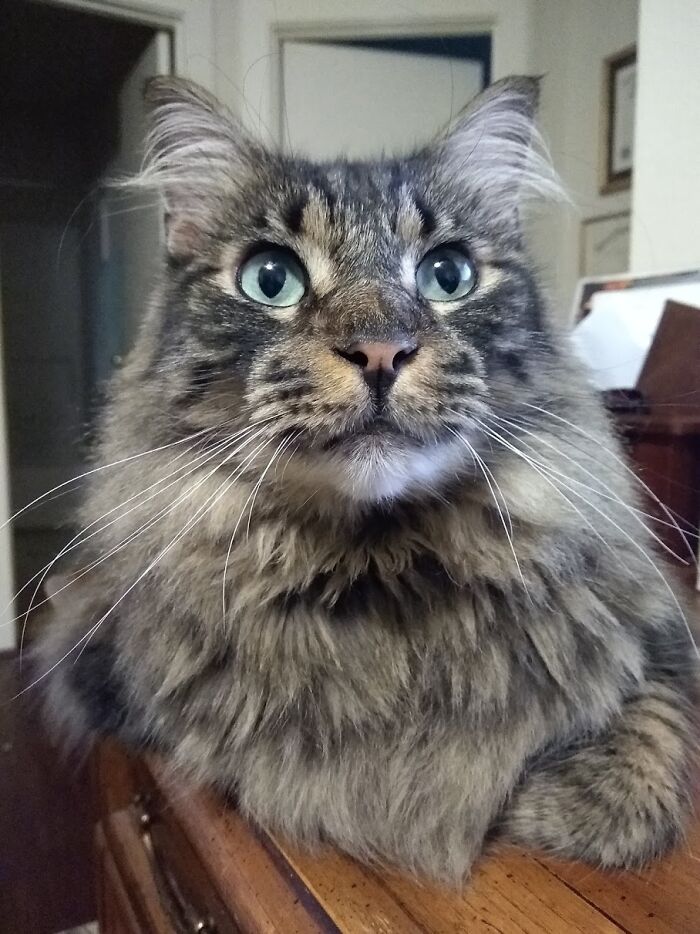 Junior The Maine Coon, My Best Pal And Snuggle-Mate
