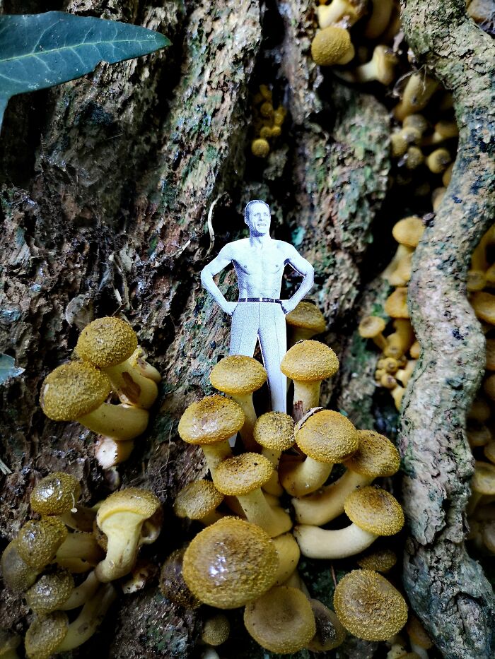 Magic Mushroom Mike
