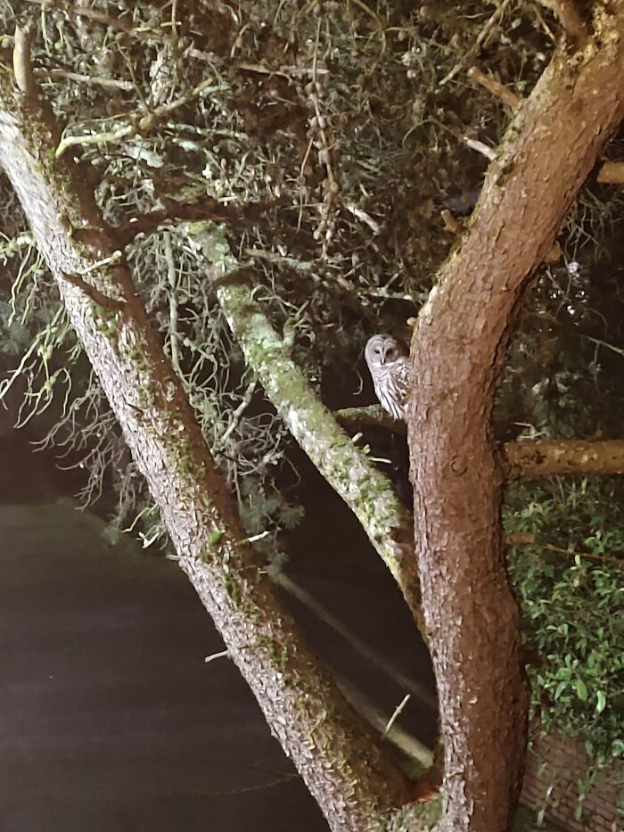 This Owl Almost Crashed Into My Head Before Landing There