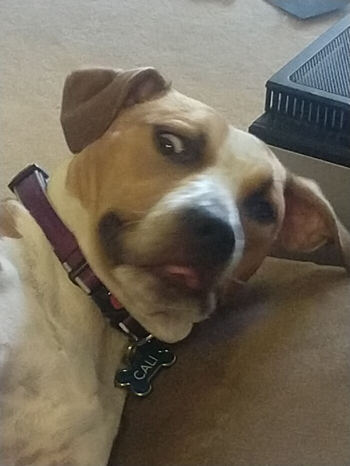 My Dog, Cali, Being A Crackhead As Usual