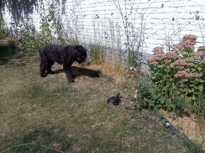 Tilly Versus Turtle - Today After School In The Yard