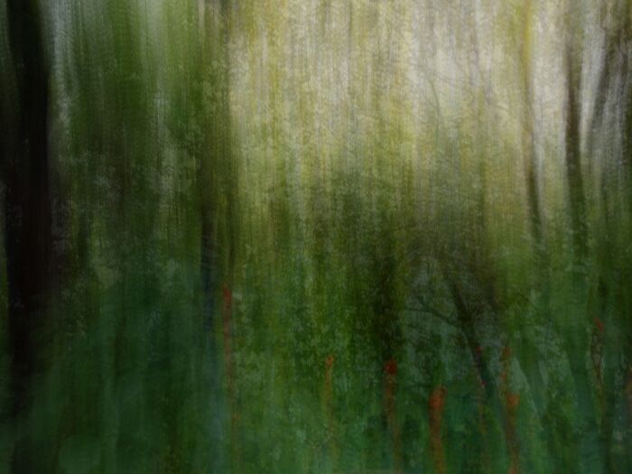 It Seems Like An Abstract Painting But It Is A Forest