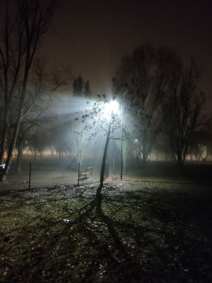 Winter Evening At The Dog Run