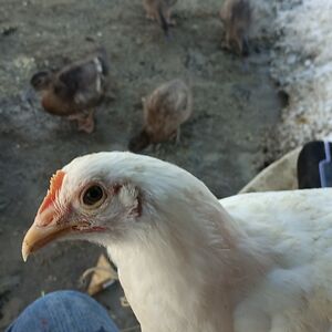 montanacountryrose avatar