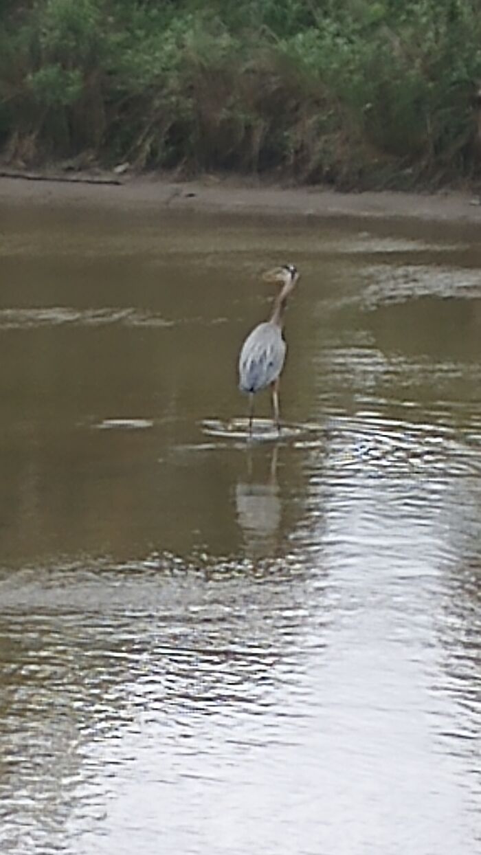This Beautiful Heron/Crane At Seabrook