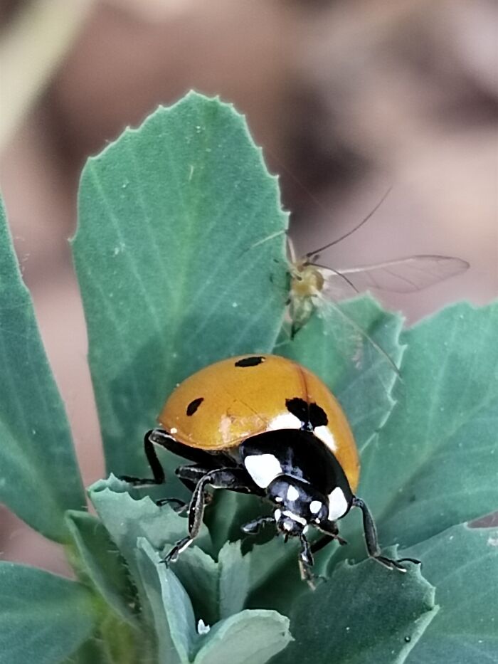 This Cute Little Ladybug!