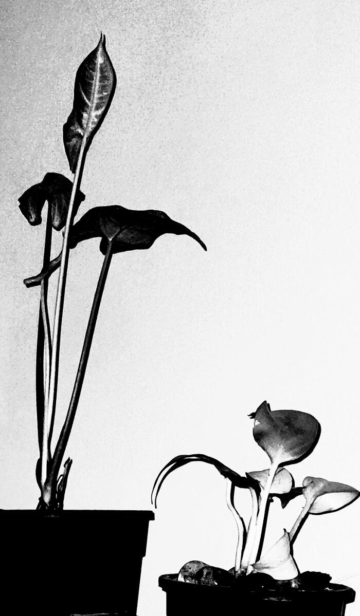 Flash Photography Experiment