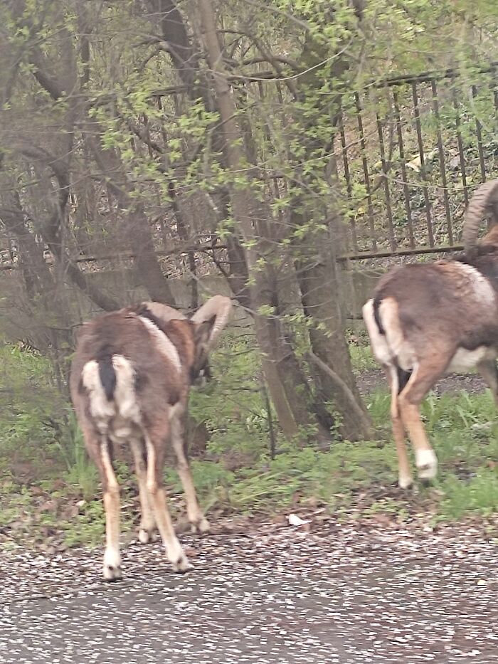 Mouflons Who Escaped From A Hospital