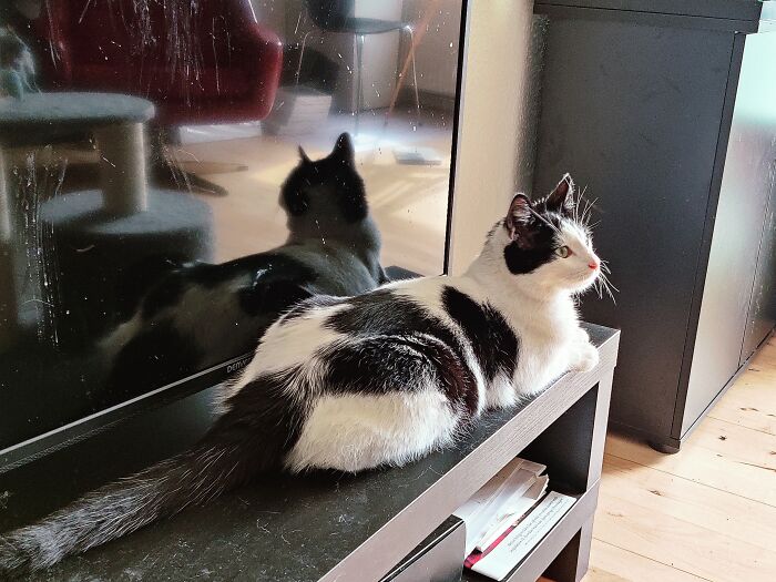 Tobby What Did You Do?