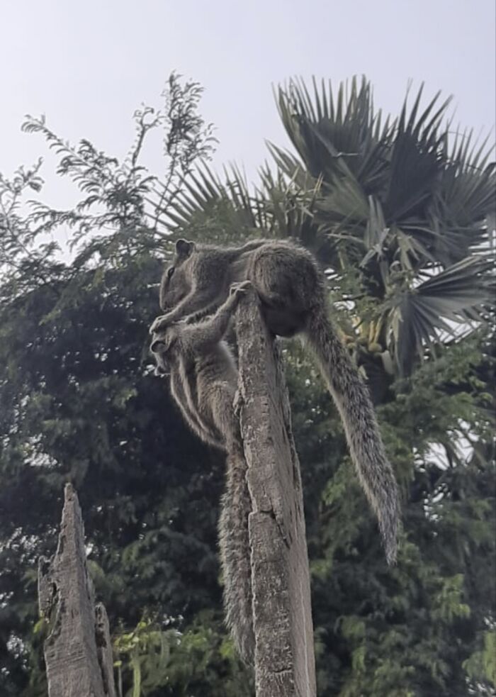 My Squirrel When She Gets Jealous Of Other Random Squirrels In Our Garden!