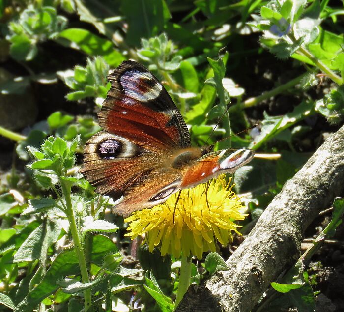 Peacock Butterfly, First This Year....🥰