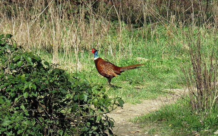 I Surprised This Handsome While He Was Patrolling His Territory