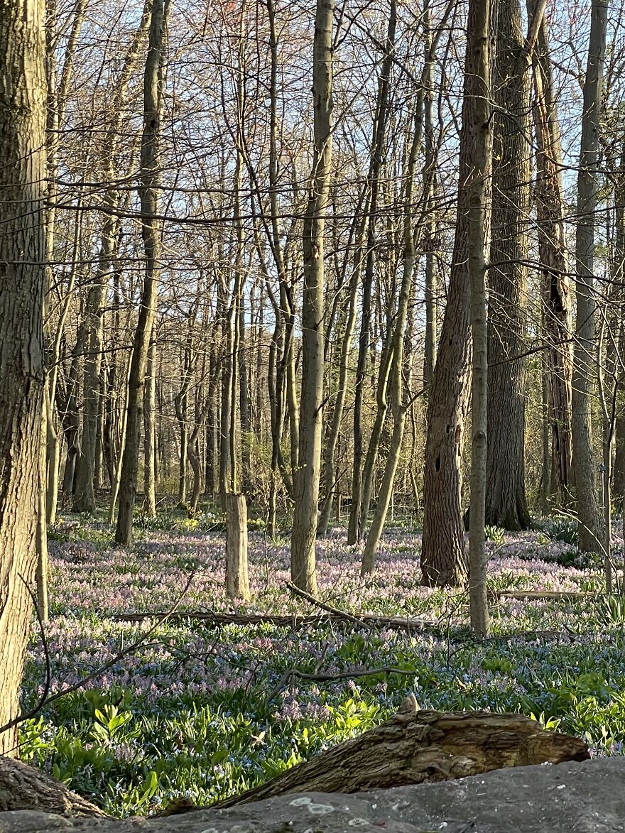 Woodland Spring Woodland Spring