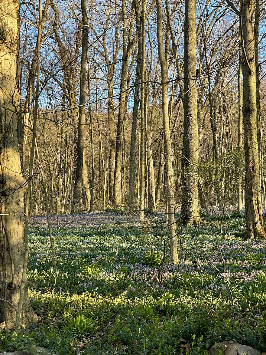 Woodland Spring Woodland Spring