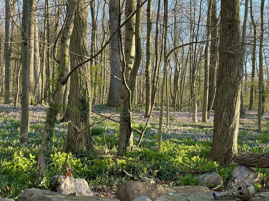 Woodland Spring Woodland Spring