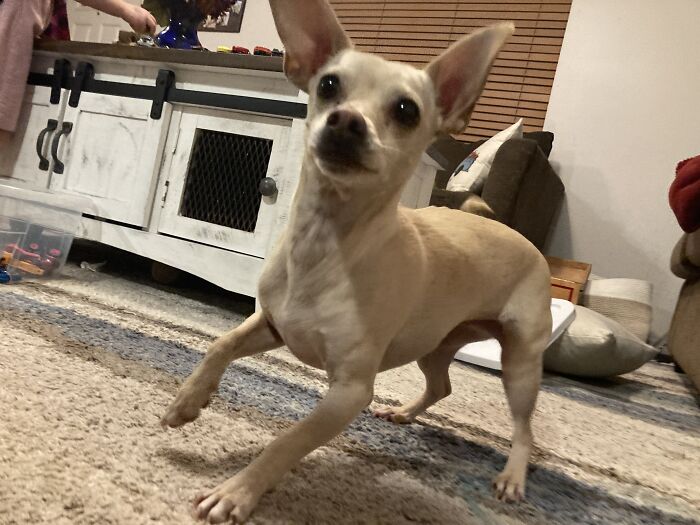 Nothing Like Frantic Ear-Kisses While You Try To Get Something Under The Couch