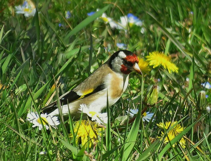 European Goldfinch, Cute Little Birds, They Sing Beautifully