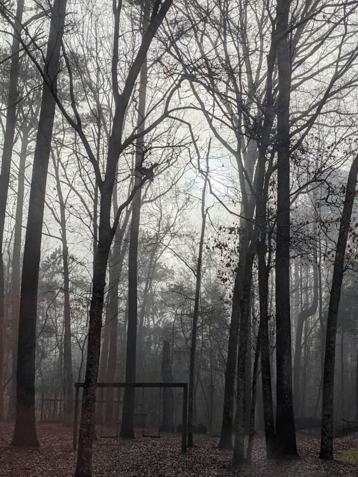 Foggy Swingset In The Woods