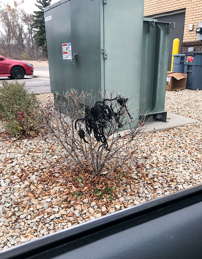 Someone Cut Their Dreads At A Taco Bell Drive-Thru And Left Them On A Bush