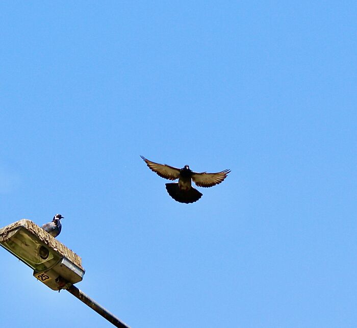 Coming In For A Visit