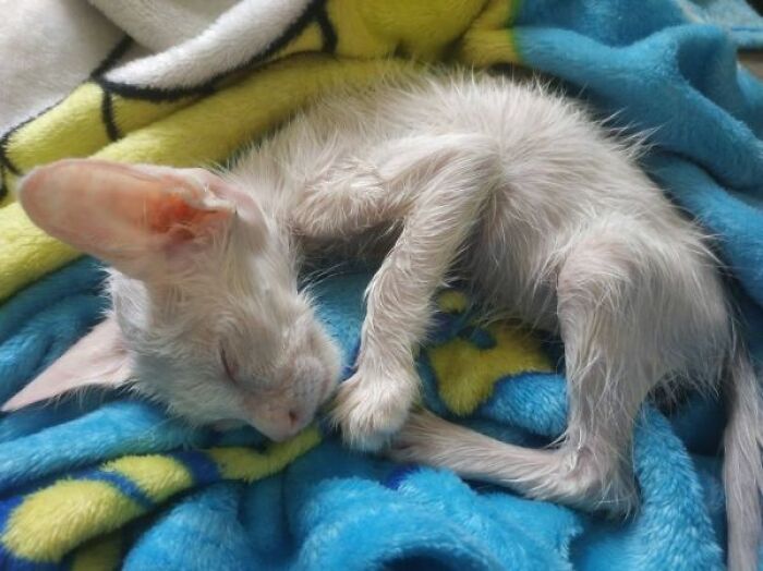Guy Finds An Abandoned Kitten Glued To An Object, Asks Help From Reddit Users, And Provides The Kitten A Forever Home Following The Journey To Recovery