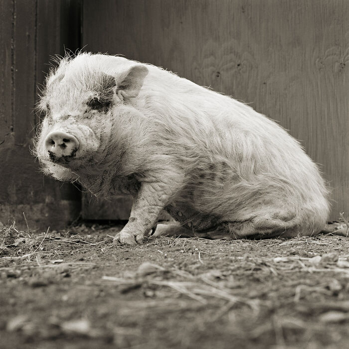 “Allowed to Grow Old” Showcases The Portraits Of Elderly Animals Captured By Photographer Dealing With A Fear Of Old Age