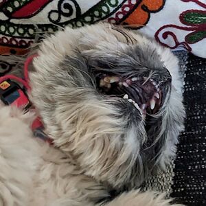 lisa_ak_schultz avatar