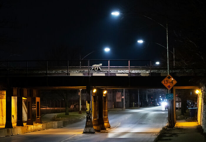 "Cities Gone Wild", Project Shows Wild Animals Adapting To Urban Environments