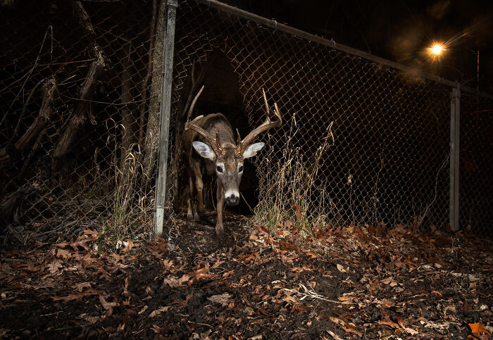 "Cities Gone Wild", Project Shows Wild Animals Adapting To Urban Environments