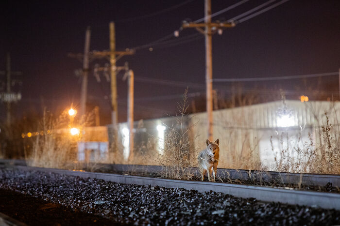 "Cities Gone Wild", Project Shows Wild Animals Adapting To Urban Environments