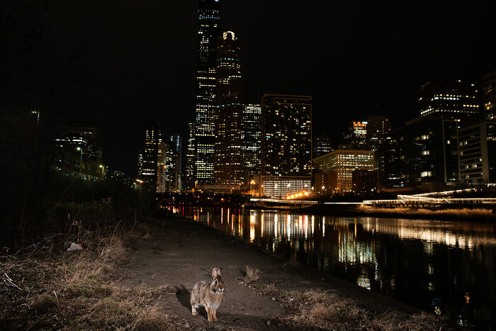 "Cities Gone Wild", Project Shows Wild Animals Adapting To Urban Environments