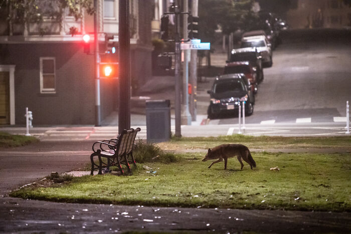 "Cities Gone Wild", Project Shows Wild Animals Adapting To Urban Environments