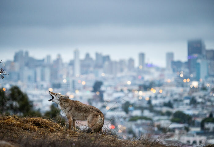 "Cities Gone Wild", Project Shows Wild Animals Adapting To Urban Environments