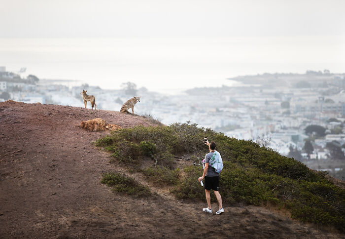 "Cities Gone Wild", Project Shows Wild Animals Adapting To Urban Environments