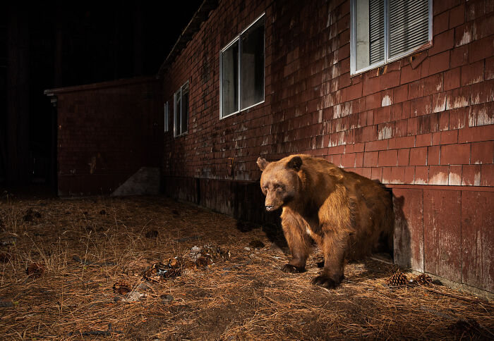 "Cities Gone Wild", Project Shows Wild Animals Adapting To Urban Environments