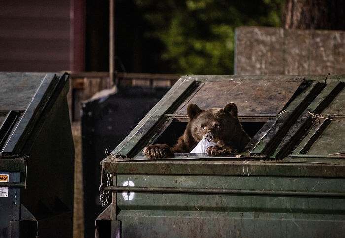 "Cities Gone Wild", Project Shows Wild Animals Adapting To Urban Environments