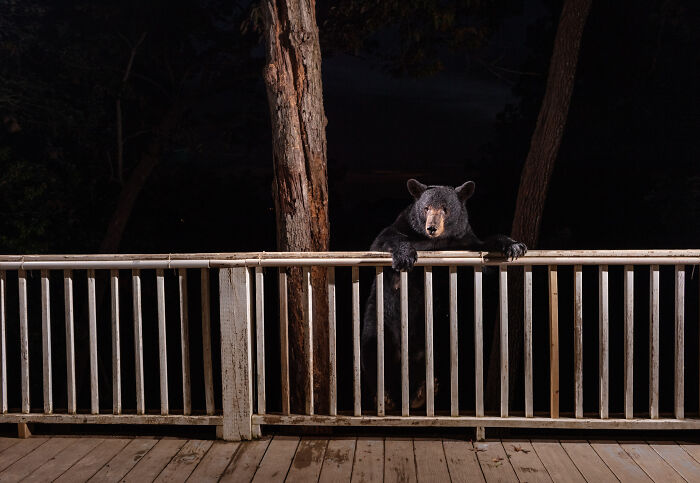 "Cities Gone Wild", Project Shows Wild Animals Adapting To Urban Environments