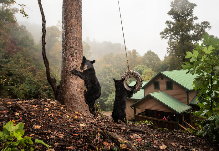 "Cities Gone Wild", Project Shows Wild Animals Adapting To Urban Environments