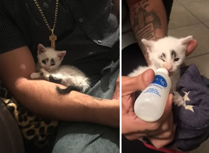 This Cat’s Expressions Get Exaggerated By His Unique Markings That Look Like Eyebrows This Cat’s Expressions Get Exaggerated By His Unique Markings That Look Like Eyebrows