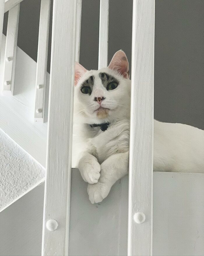 This Cat’s Expressions Get Exaggerated By His Unique Markings That Look Like Eyebrows