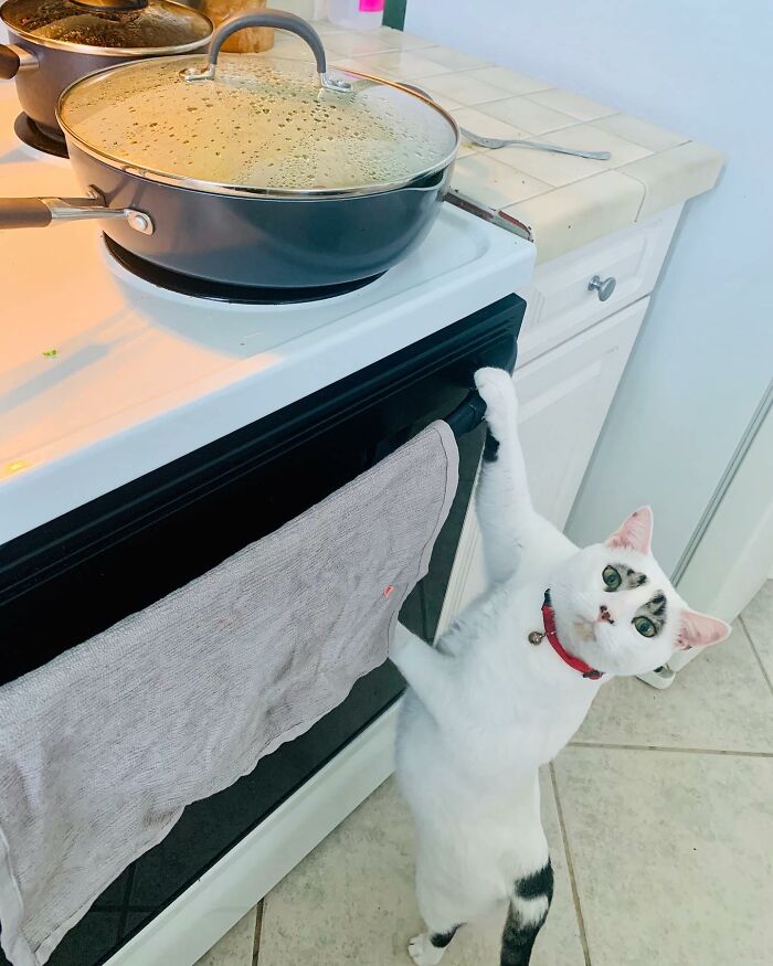 This Cat’s Expressions Get Exaggerated By His Unique Markings That Look Like Eyebrows This Cat’s Expressions Get Exaggerated By His Unique Markings That Look Like Eyebrows