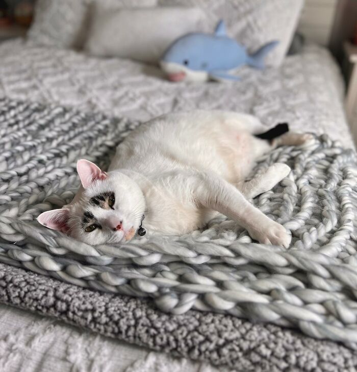 This Cat’s Expressions Get Exaggerated By His Unique Markings That Look Like Eyebrows This Cat’s Expressions Get Exaggerated By His Unique Markings That Look Like Eyebrows