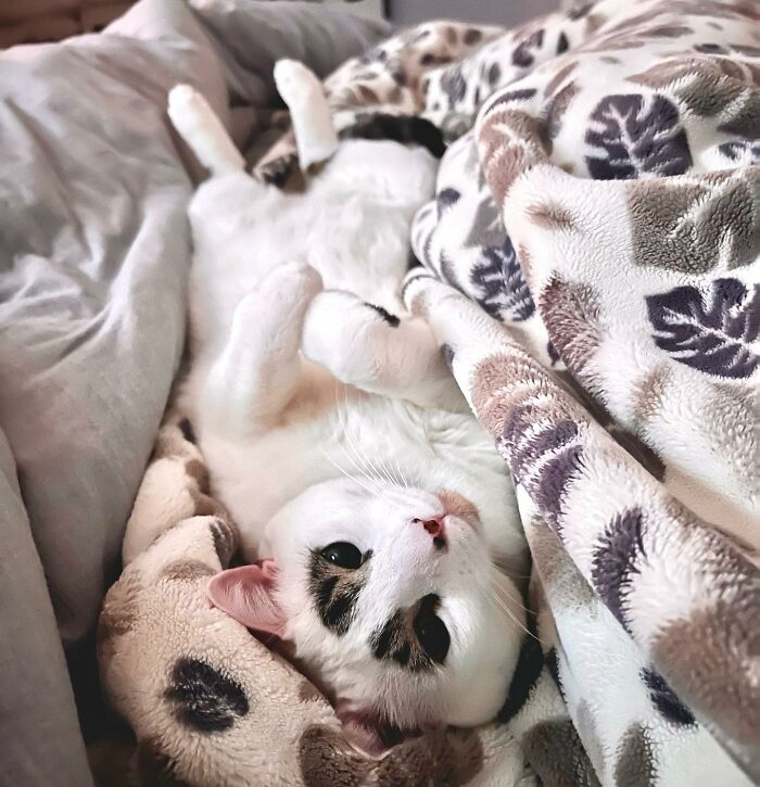 This Cat’s Expressions Get Exaggerated By His Unique Markings That Look Like Eyebrows This Cat’s Expressions Get Exaggerated By His Unique Markings That Look Like Eyebrows