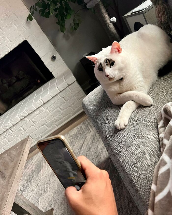 This Cat’s Expressions Get Exaggerated By His Unique Markings That Look Like Eyebrows This Cat’s Expressions Get Exaggerated By His Unique Markings That Look Like Eyebrows