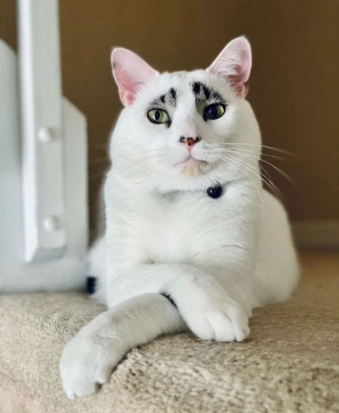 This Cat’s Expressions Get Exaggerated By His Unique Markings That Look Like Eyebrows
