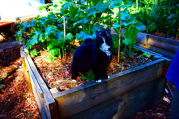 Midnight Watching A Magpie